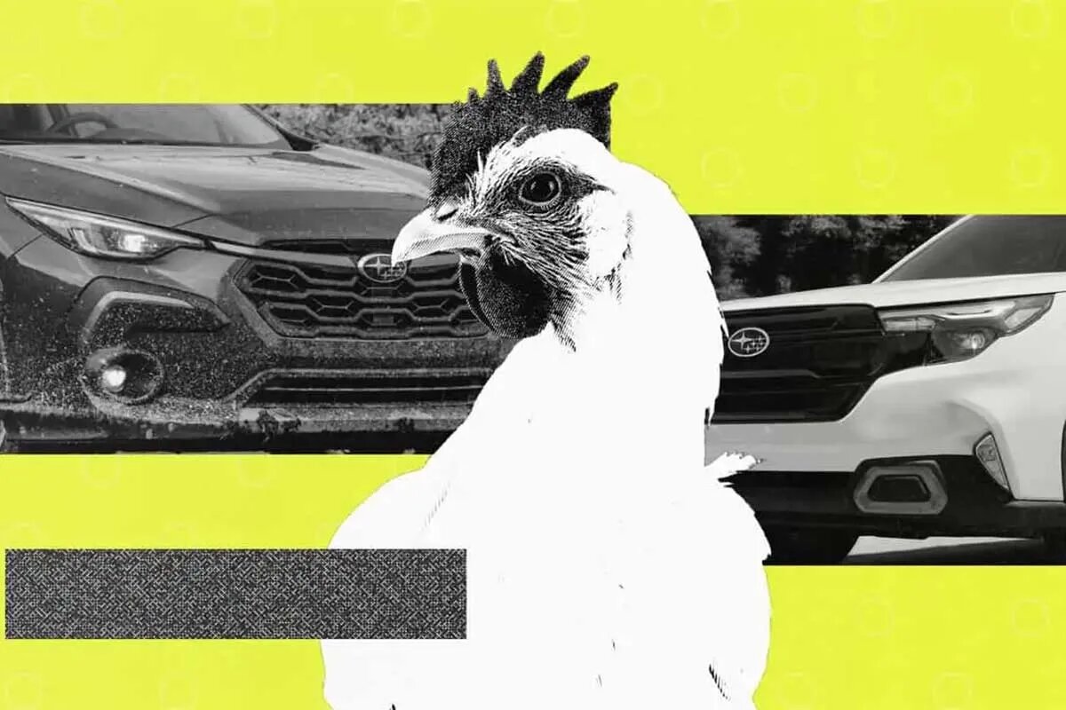 استفاده از خودروی سوبارو برای جابجایی مرغ و خروس