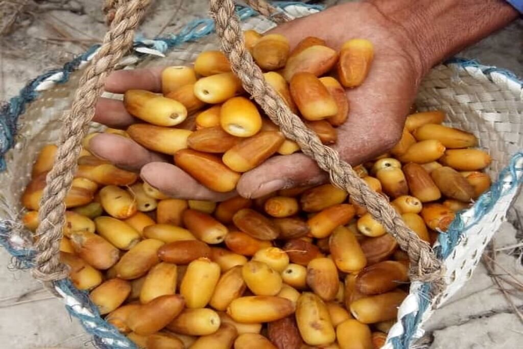 ببینید | گشت و گذاری در بازار میناب همراه با رطب تازه و نوبرانه ببینید | گشت و گذاری در بازار میناب همراه با رطب تازه و نوبرانه